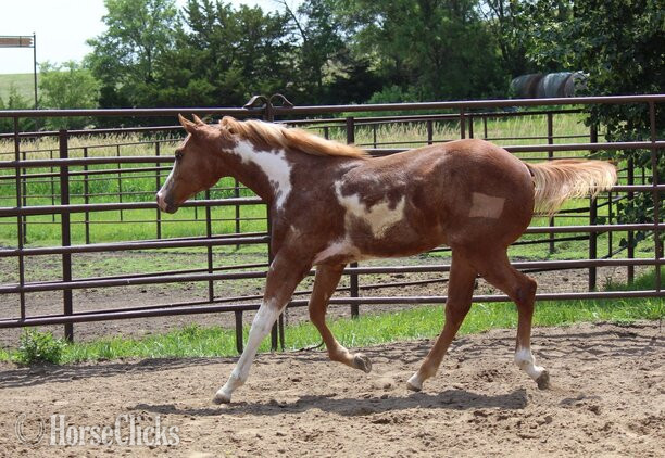 "NV Red Sonny Starlet**SOLD**" Sorrel Filly Paint