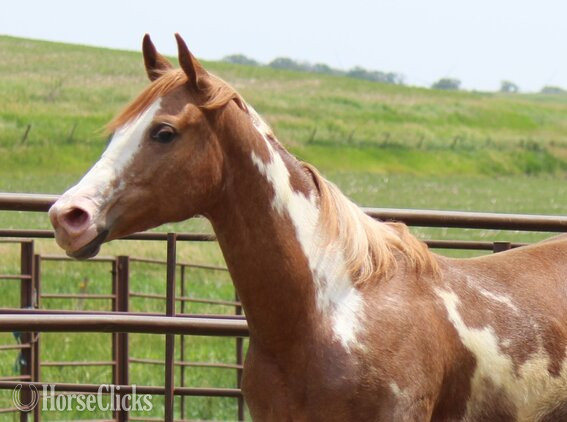 Iowa "NV Red Sonny Starlet**SOLD**" Sorrel Filly Paint