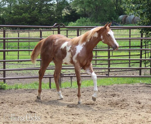 "NV Red Sonny Starlet**SOLD**" Sorrel Filly Paint - Paint in Iowa