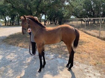 "Uncommon Sense" Bay Colt Thoroughbred