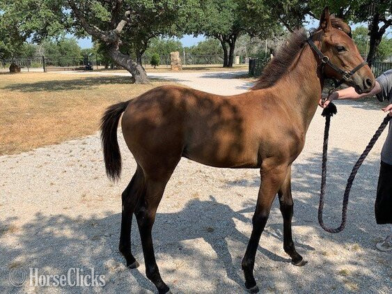 "Uncommon Sense" Bay Colt Thoroughbred