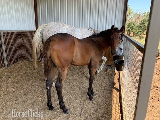 Texas "Uncommon Sense" Bay Colt Thoroughbred