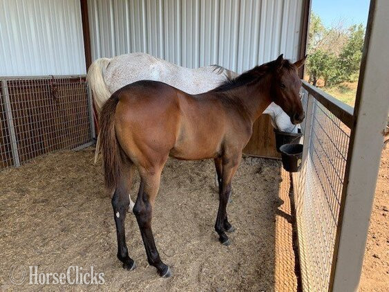 "Uncommon Sense" Bay Colt Thoroughbred - Thoroughbred in Texas