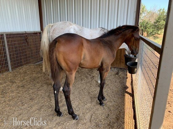 "Uncommon Sense" Bay Colt Thoroughbred - Thoroughbred