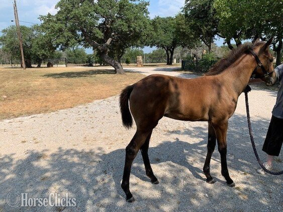 "Uncommon Sense" Bay Colt Thoroughbred Texas