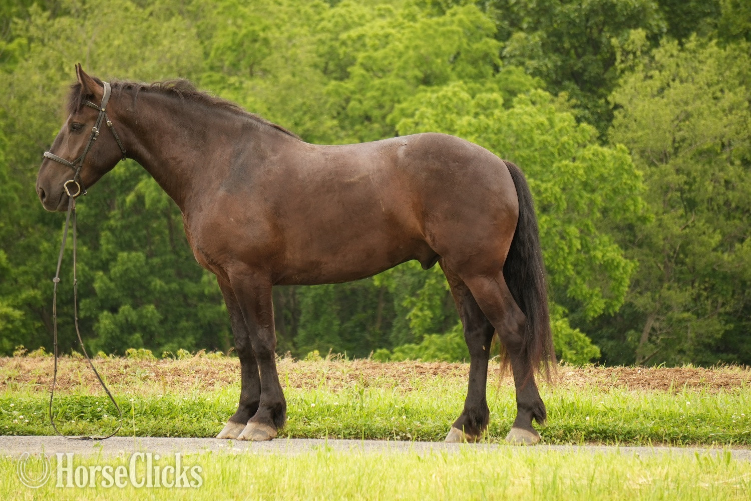 "Duke" Black Gelding Draft in Ohio