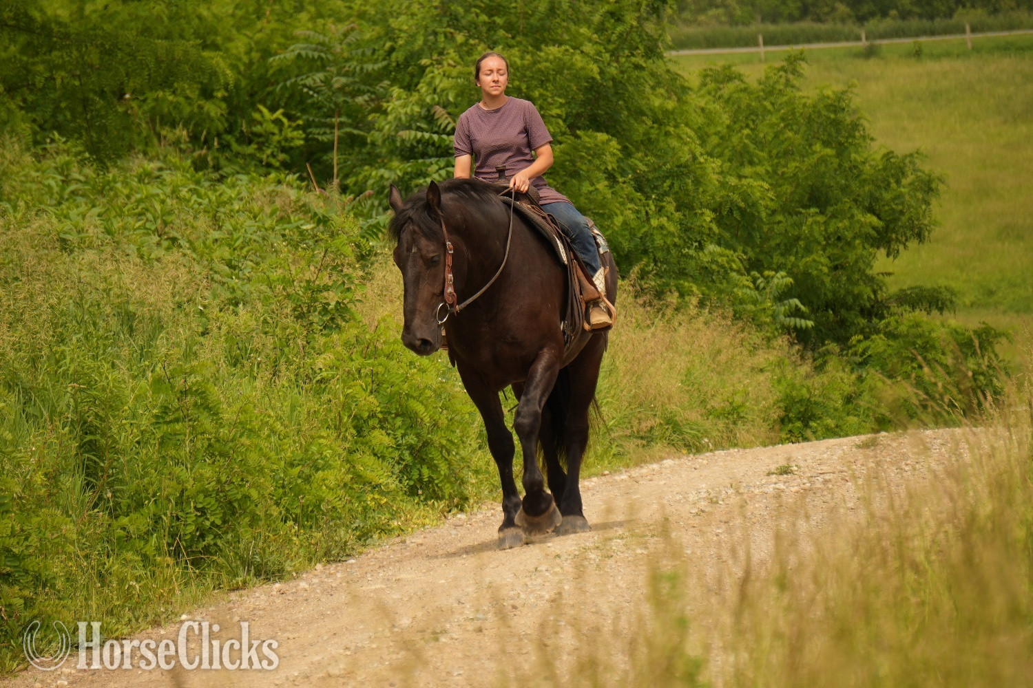 "Duke" Black Gelding Draft
