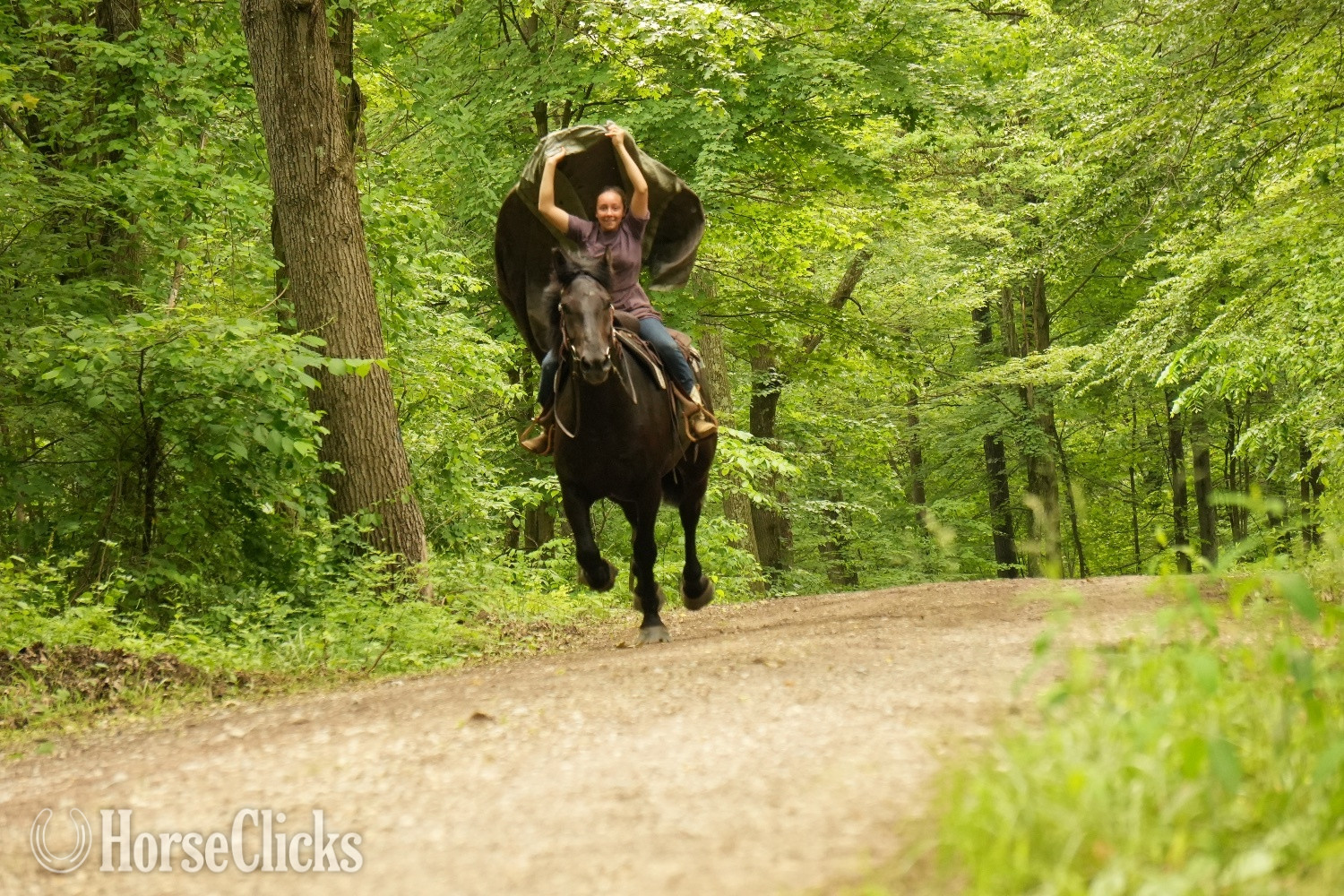 Ohio "Duke" Black Gelding Draft