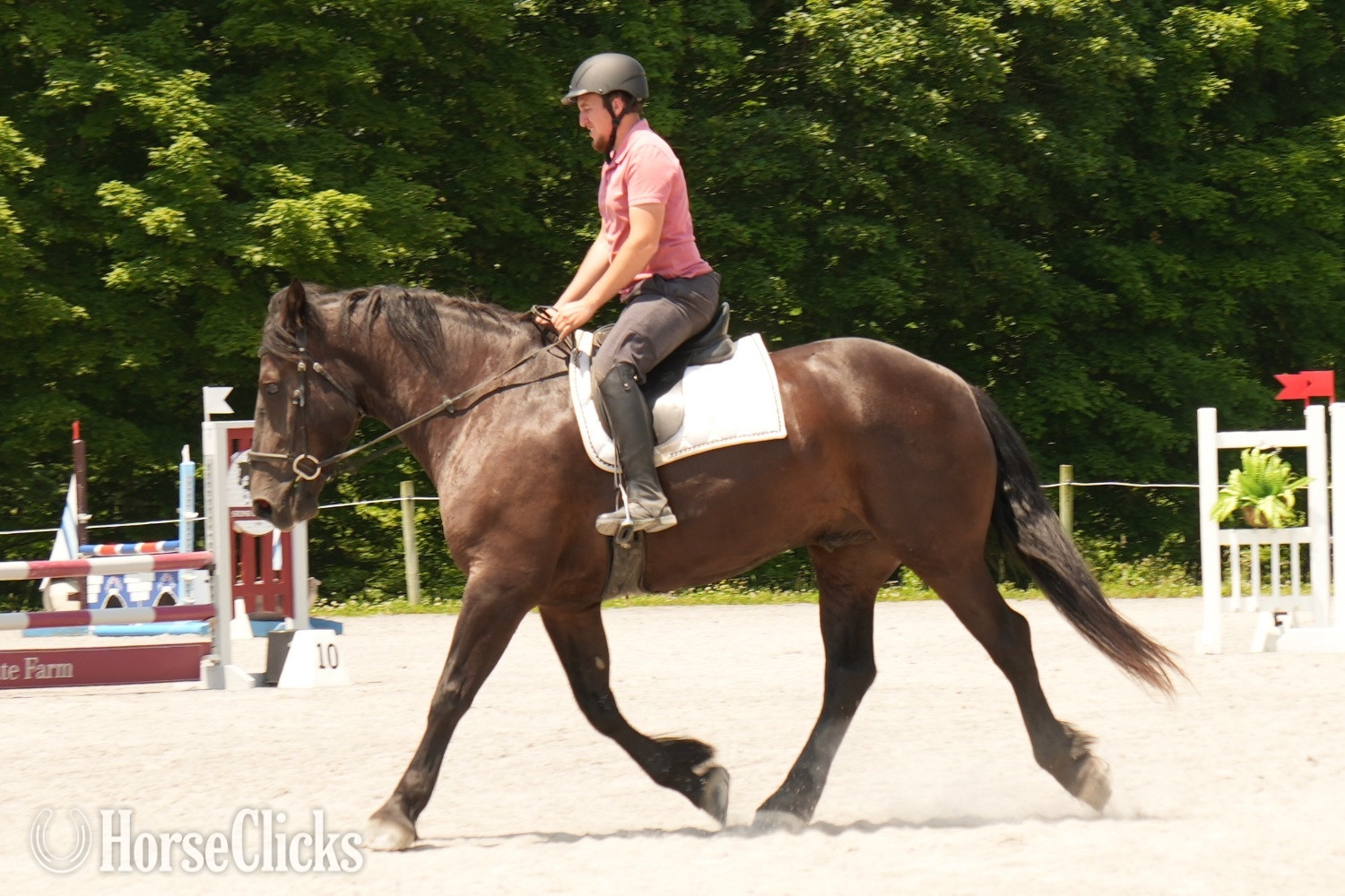 "Duke" Black Gelding Draft - Draft in Ohio
