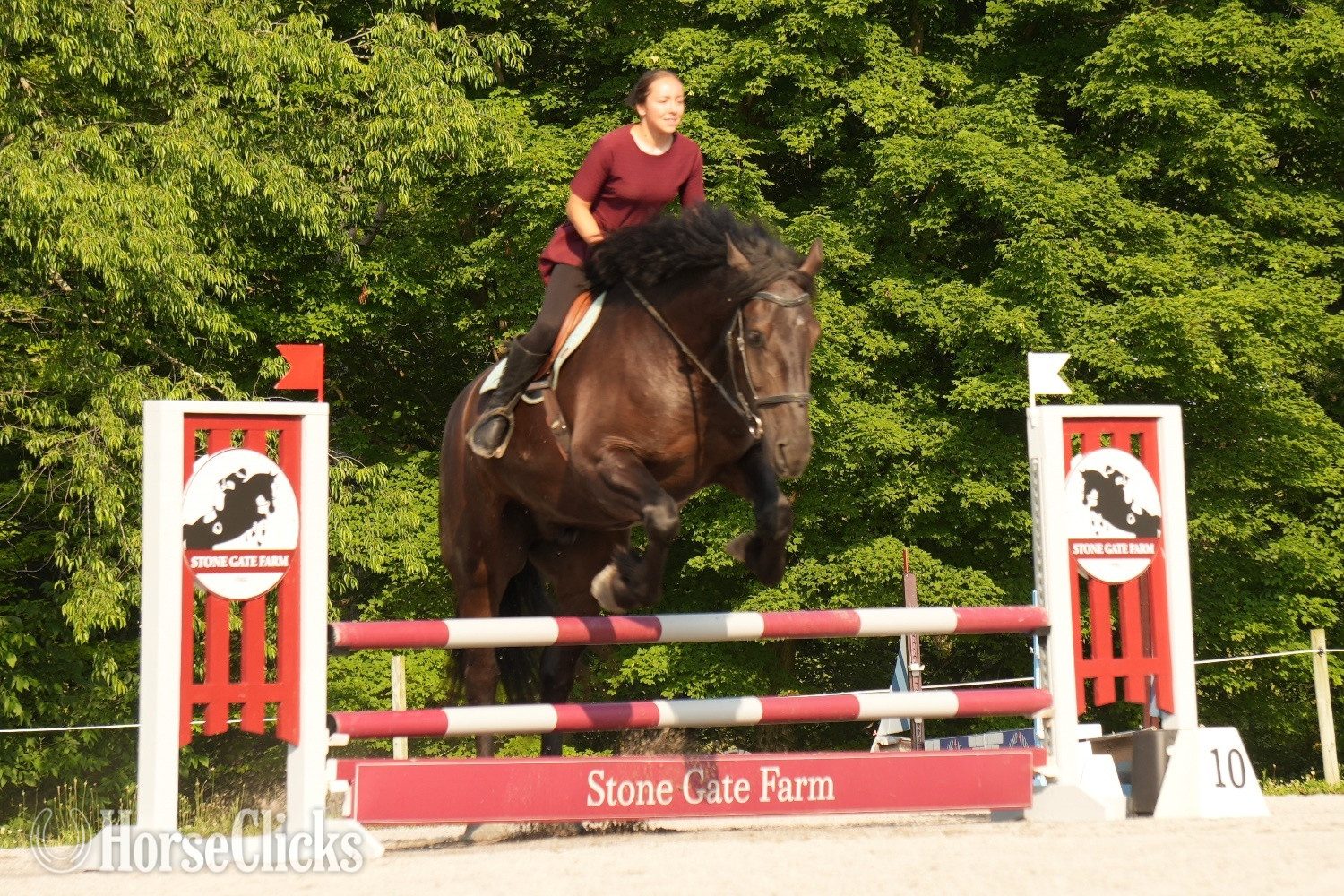 Draft - "Duke" Black Gelding Draft in Ohio