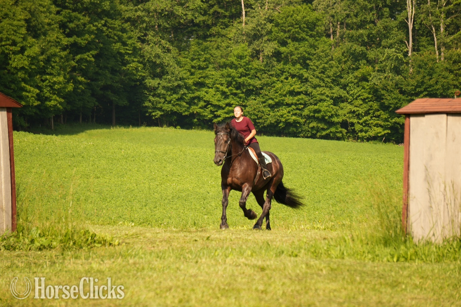 Draft - "Duke" Black Gelding Draft