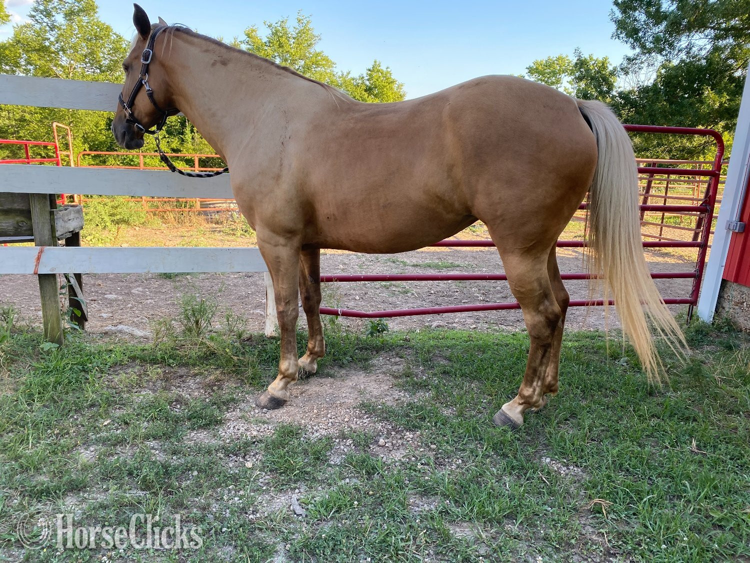 "Timberhills Rosalita" Chocolate Mare Rocky Mountain in Missouri