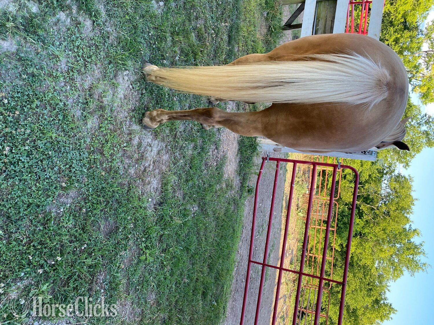 "Timberhills Rosalita" Chocolate Mare Rocky Mountain