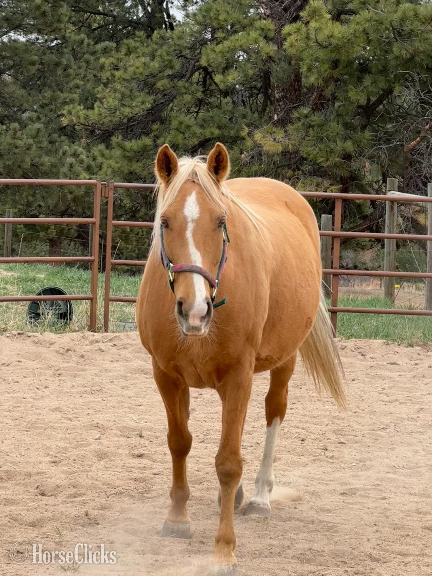 "Solar Flair" Palomino Mare Tennessee Walker in Colorado