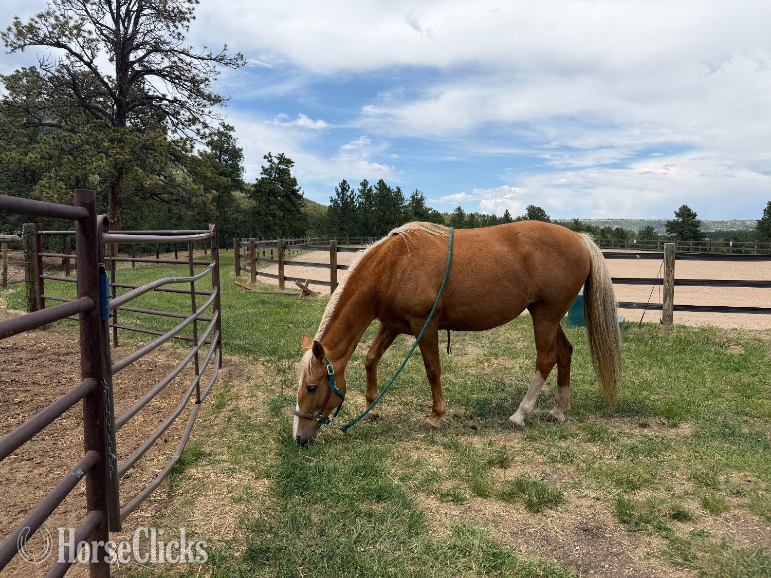 "Solar Flair" Palomino Mare Tennessee Walker