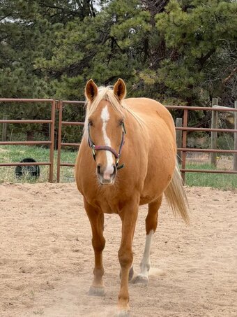 "Solar Flair" Palomino Mare Tennessee Walker