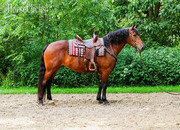 "RAINE"  Mare Friesian