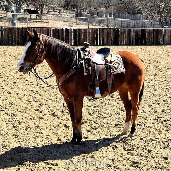 "Bubba" Bay Gelding Quarter Horse in Texas