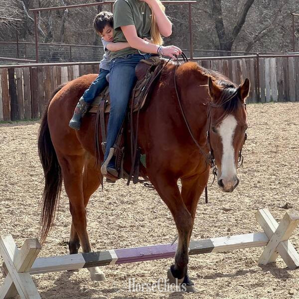 "Bubba" Bay Gelding Quarter Horse