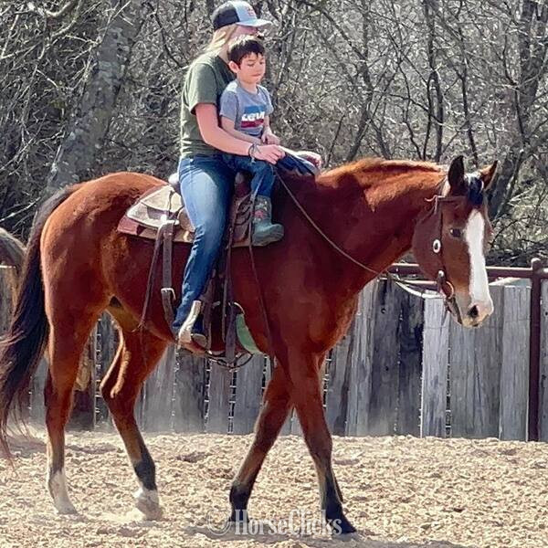 Texas "Bubba" Bay Gelding Quarter Horse