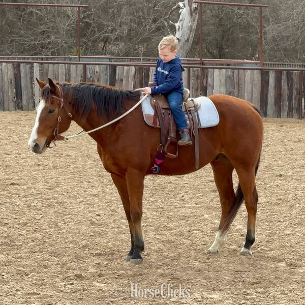 "Bubba" Bay Gelding Quarter Horse - Quarter Horse in Texas