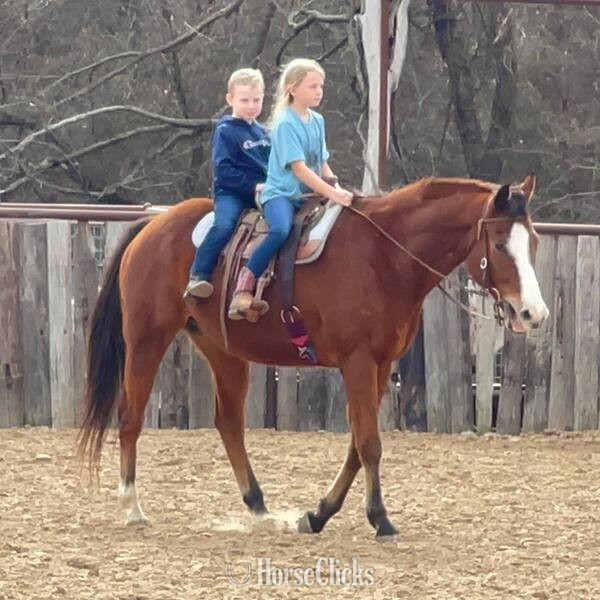 "Bubba" Bay Gelding Quarter Horse - Quarter Horse
