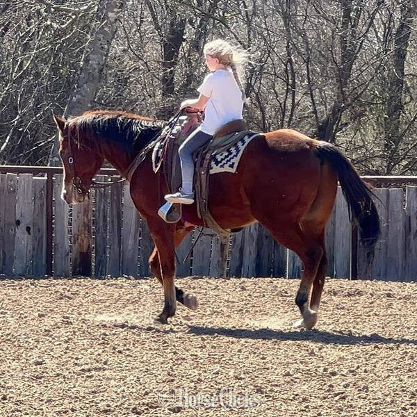 "Bubba" Bay Gelding Quarter Horse Texas