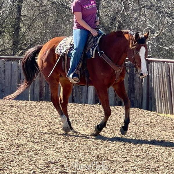 Quarter Horse - "Bubba" Bay Gelding Quarter Horse in Texas