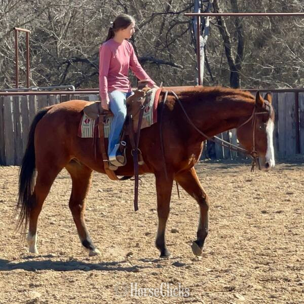 Quarter Horse - "Bubba" Bay Gelding Quarter Horse