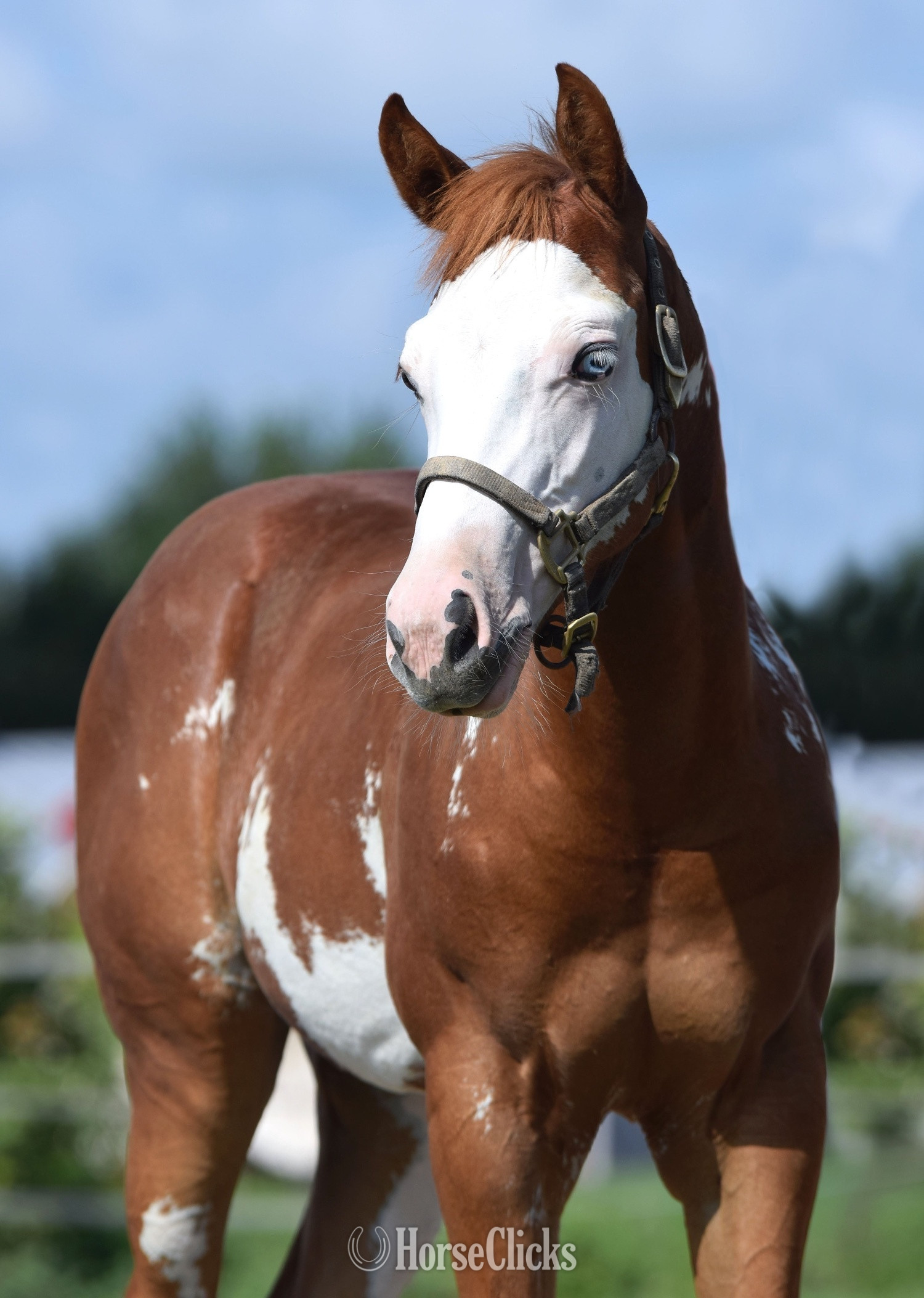 "Weddy To Lope" Overo Filly Paint in Maryland