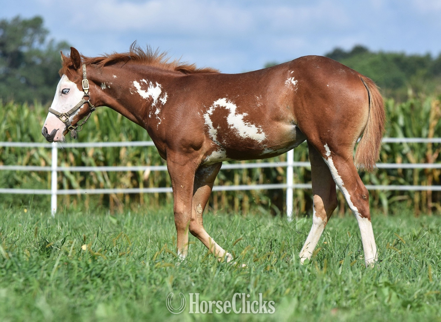 "Weddy To Lope" Overo Filly Paint