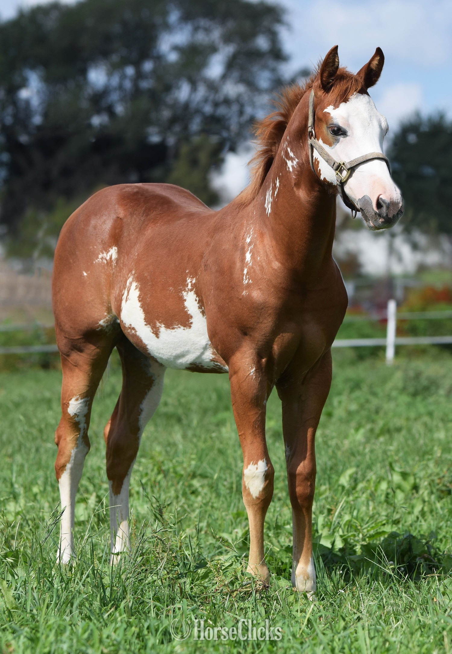 Maryland "Weddy To Lope" Overo Filly Paint