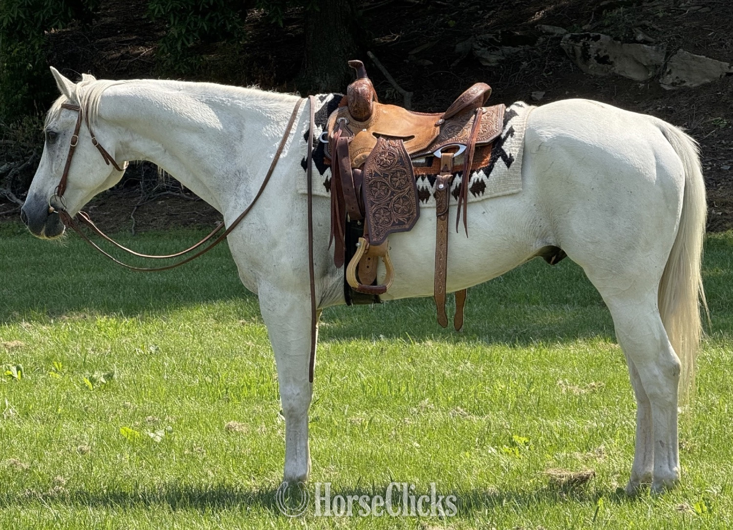 "GHOST " Grey Gelding Paint in Virginia