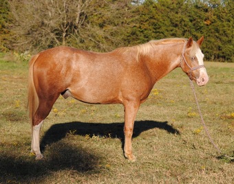 "Buster" Red Roan Gelding Quarter Pony
