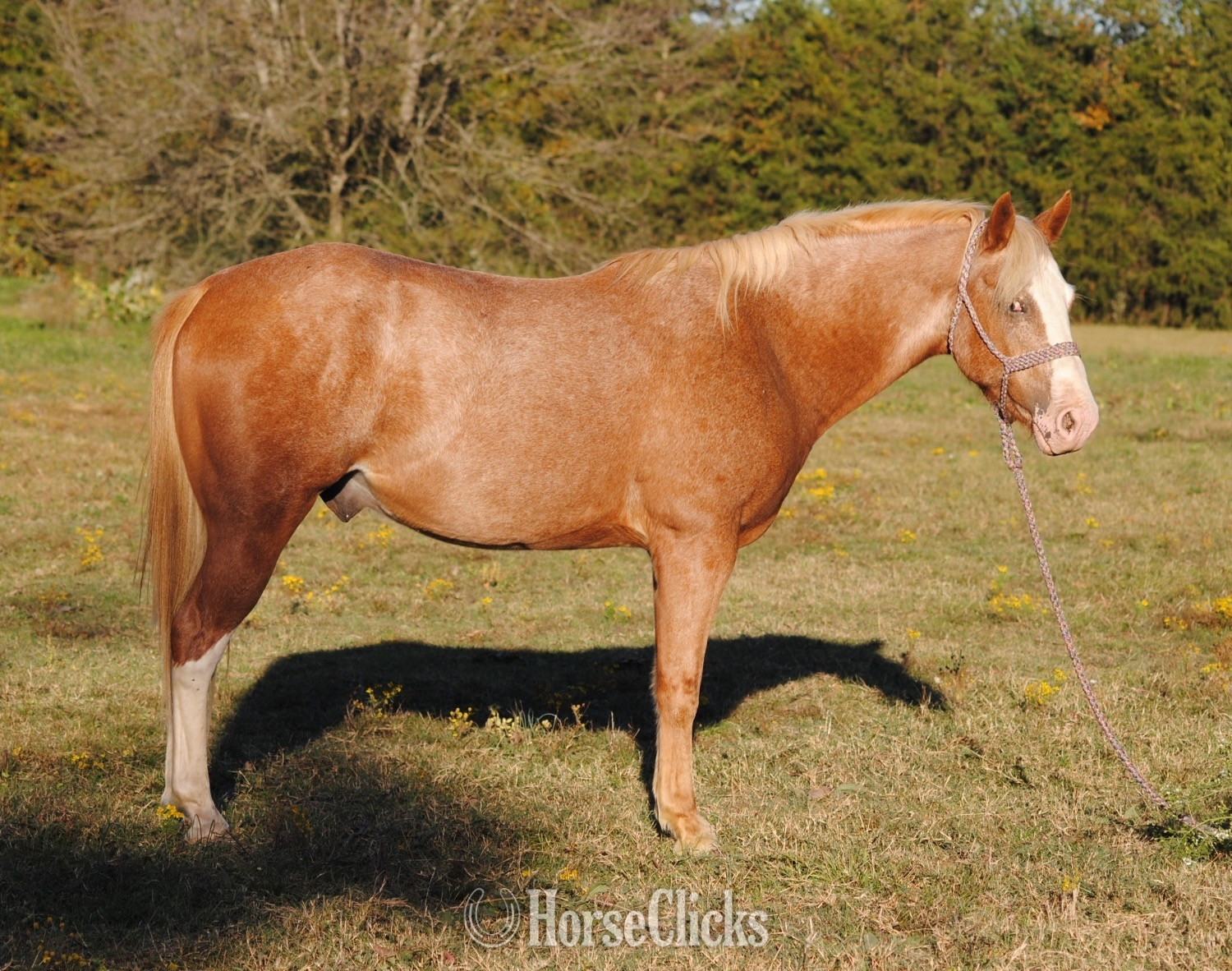 "Buster" Red Roan Gelding Quarter Pony in Arkansas