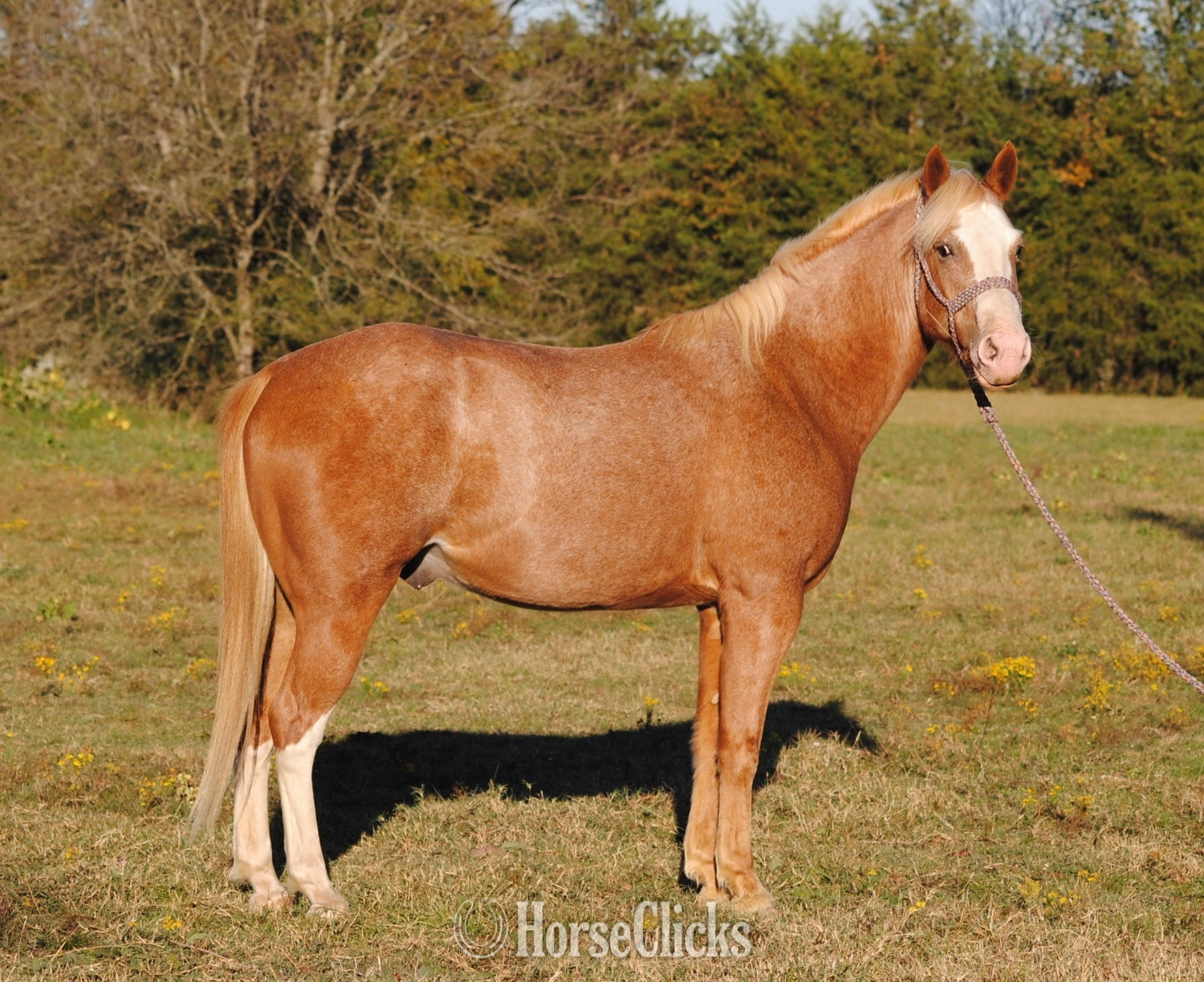 "Buster" Red Roan Gelding Quarter Pony
