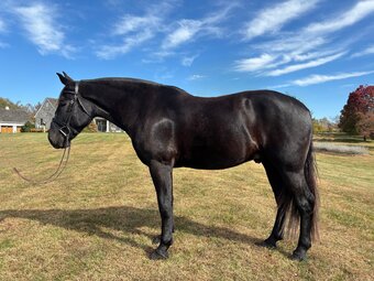 "Truman" Black Gelding Other Breed