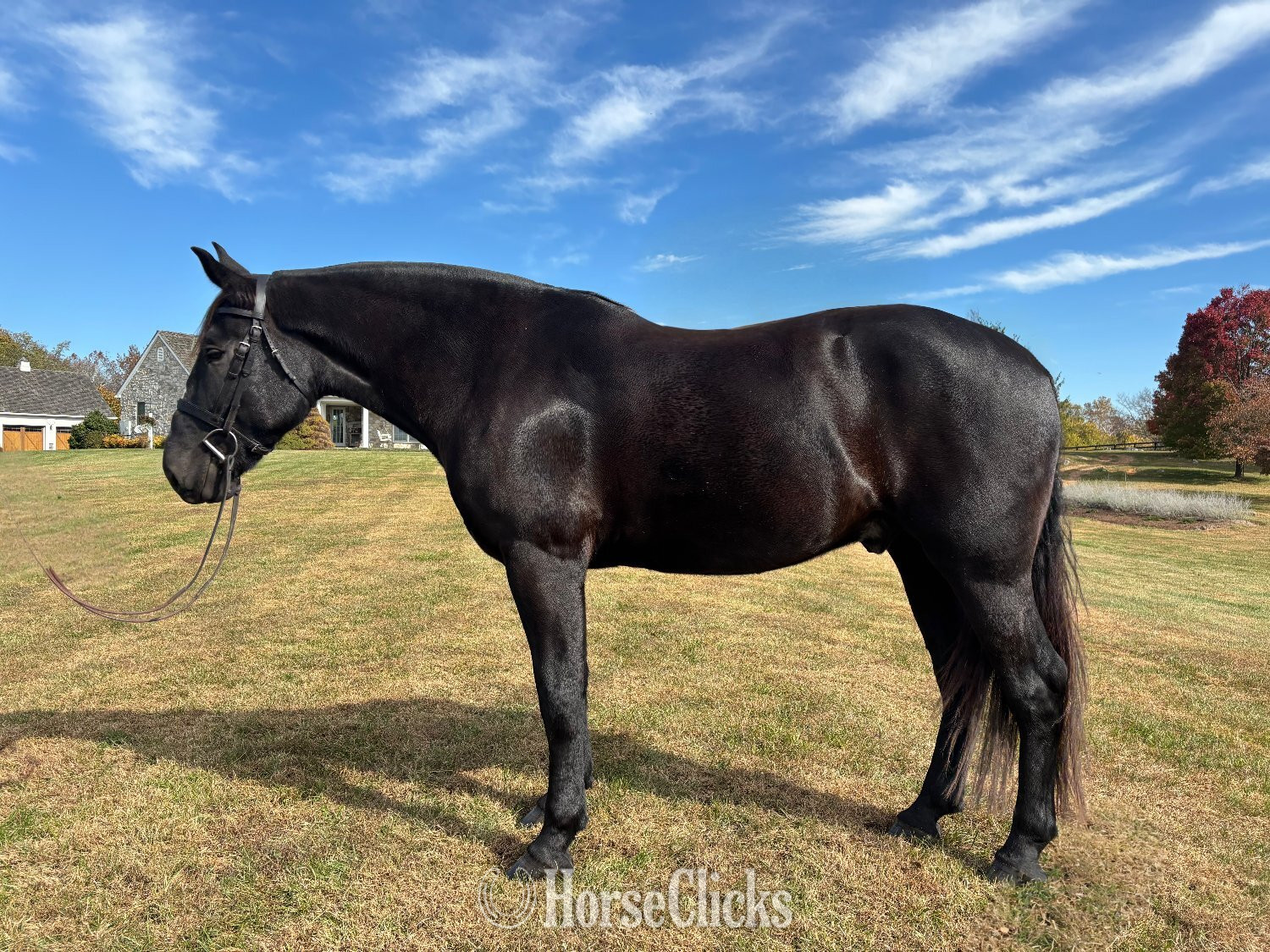 "Truman" Black Gelding Other Breed in Virginia