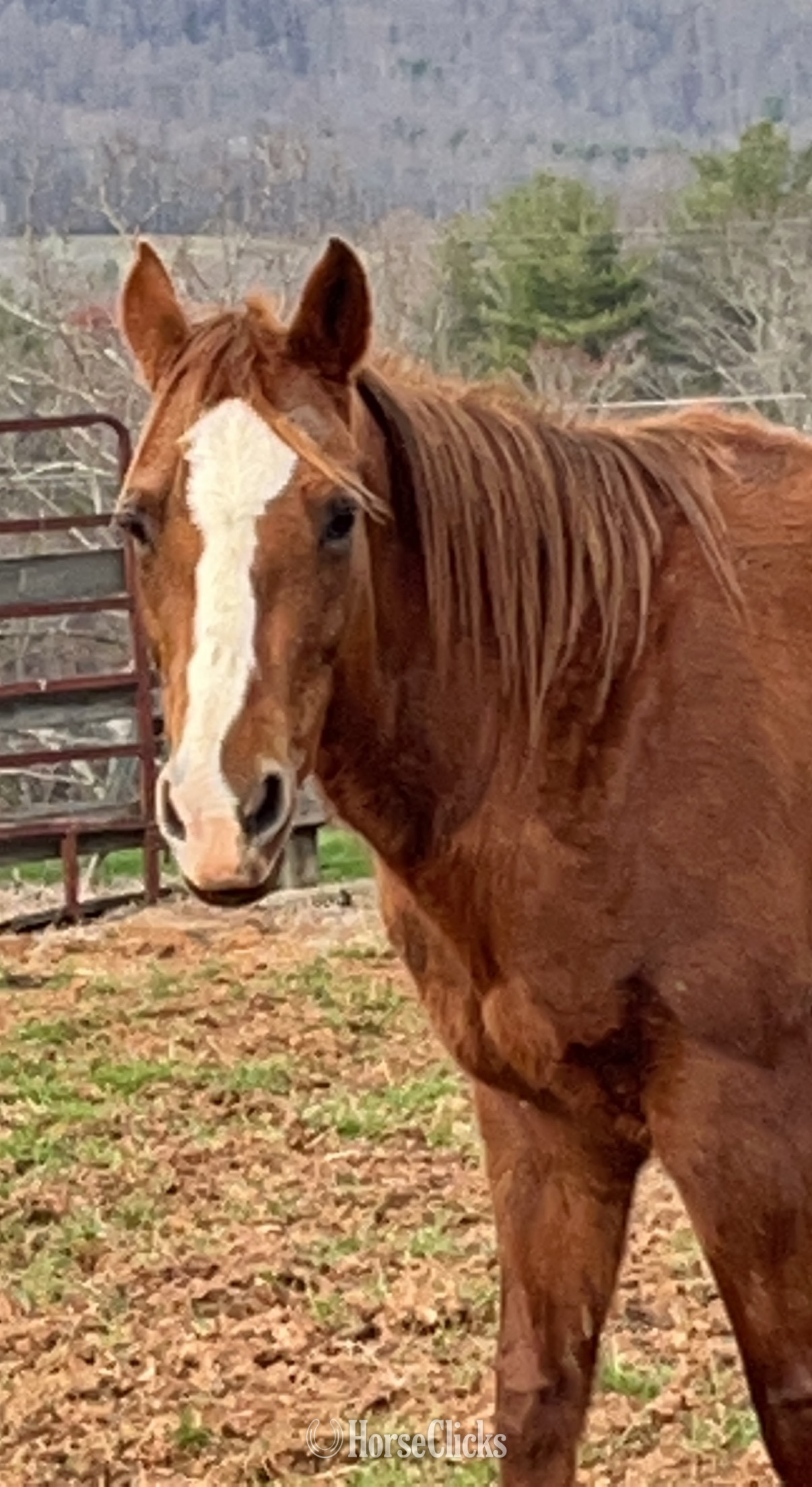 "Spinnin With Grace" Chestnut Mare Quarter Horse in North Carolina