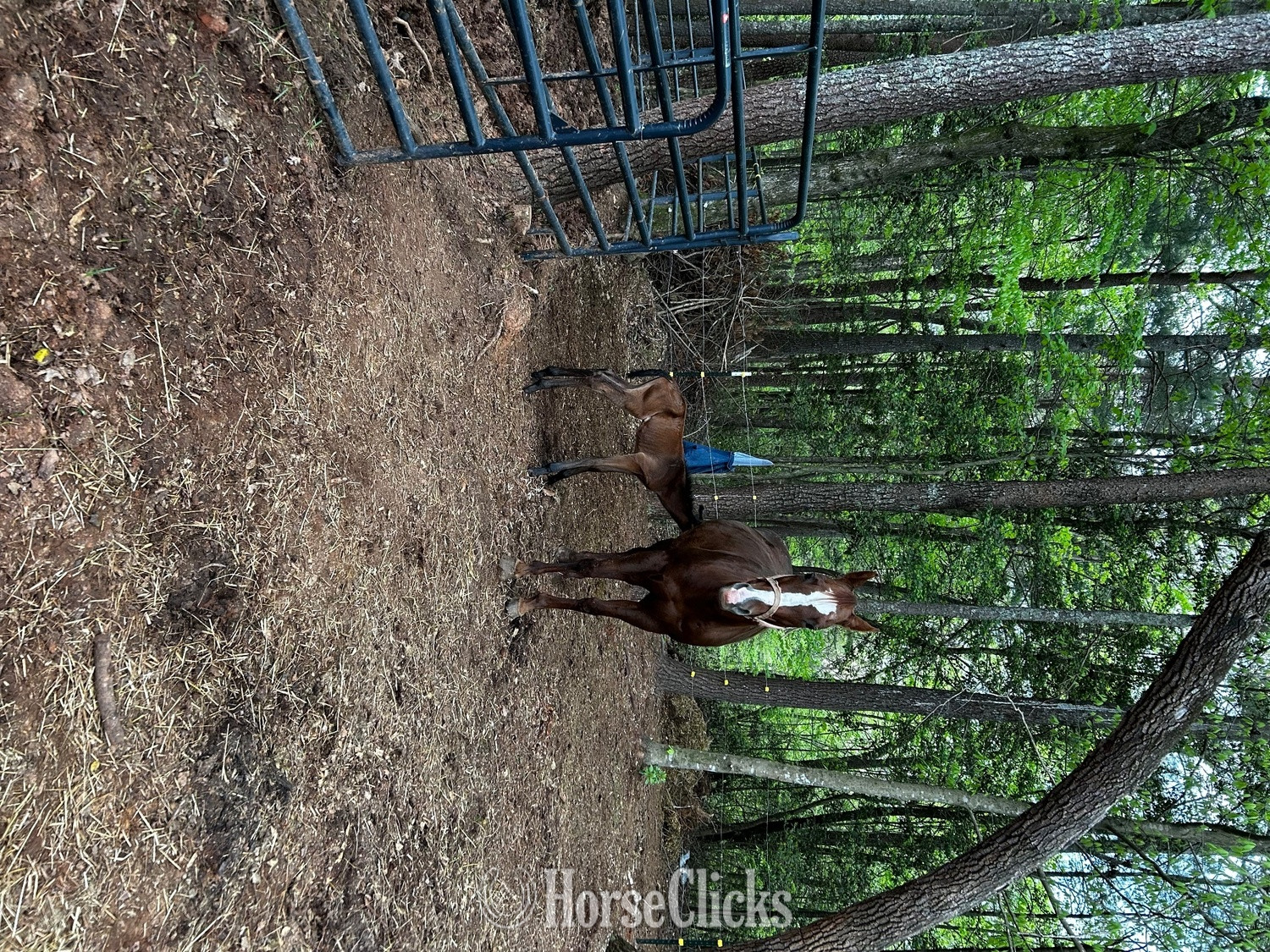 "Spinnin With Grace" Chestnut Mare Quarter Horse