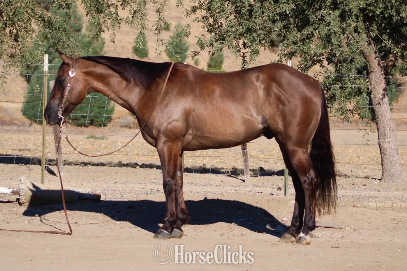 "ALIBI" Grullo Gelding Quarter Horse in California