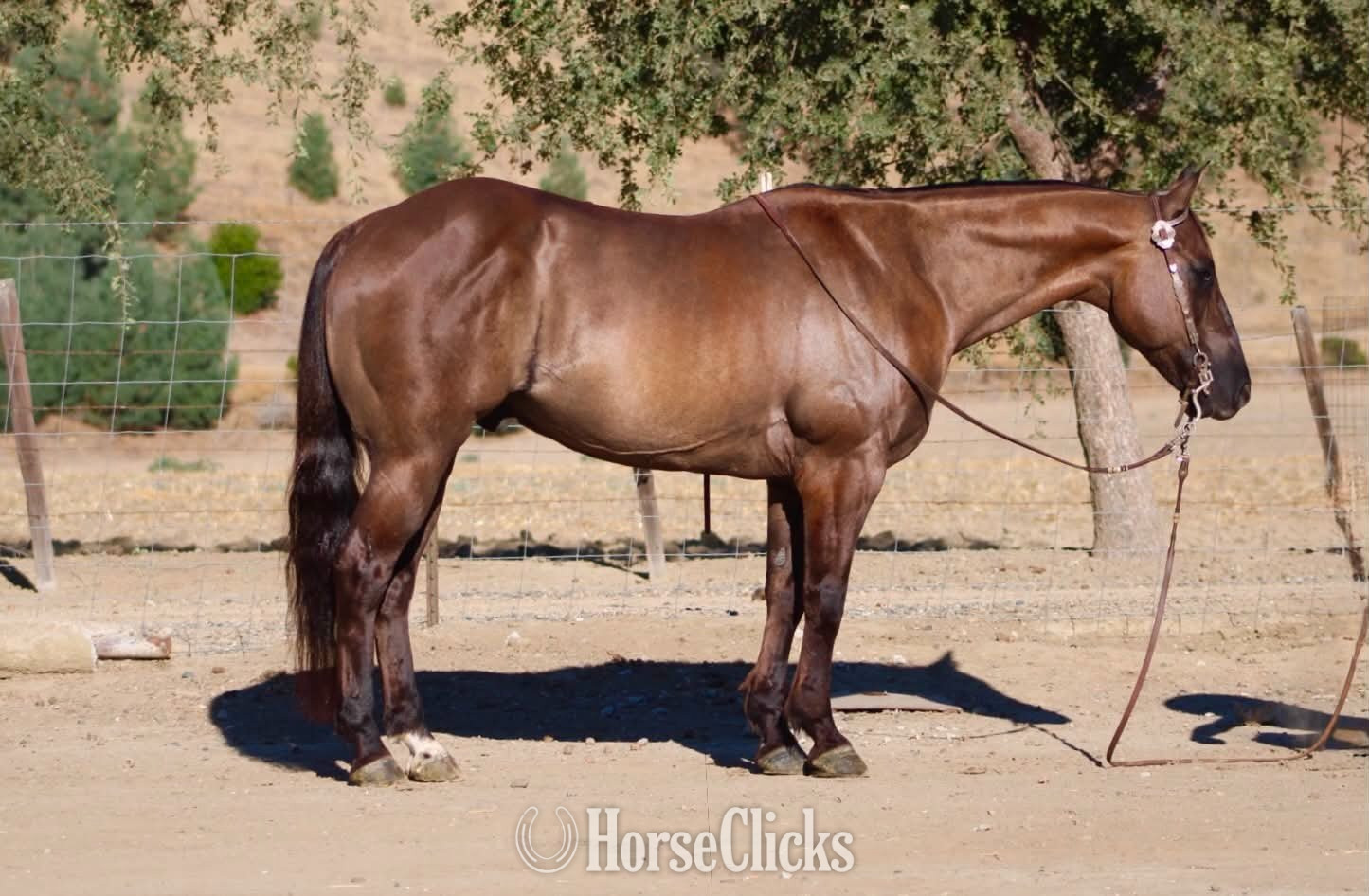 "ALIBI" Grullo Gelding Quarter Horse