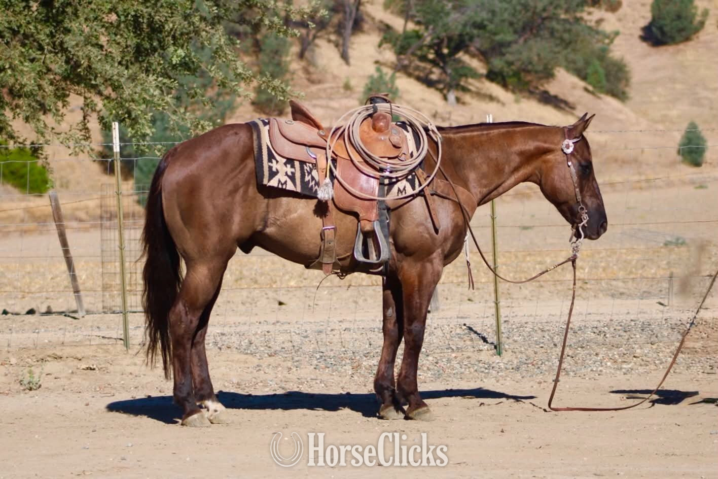 California "ALIBI" Grullo Gelding Quarter Horse