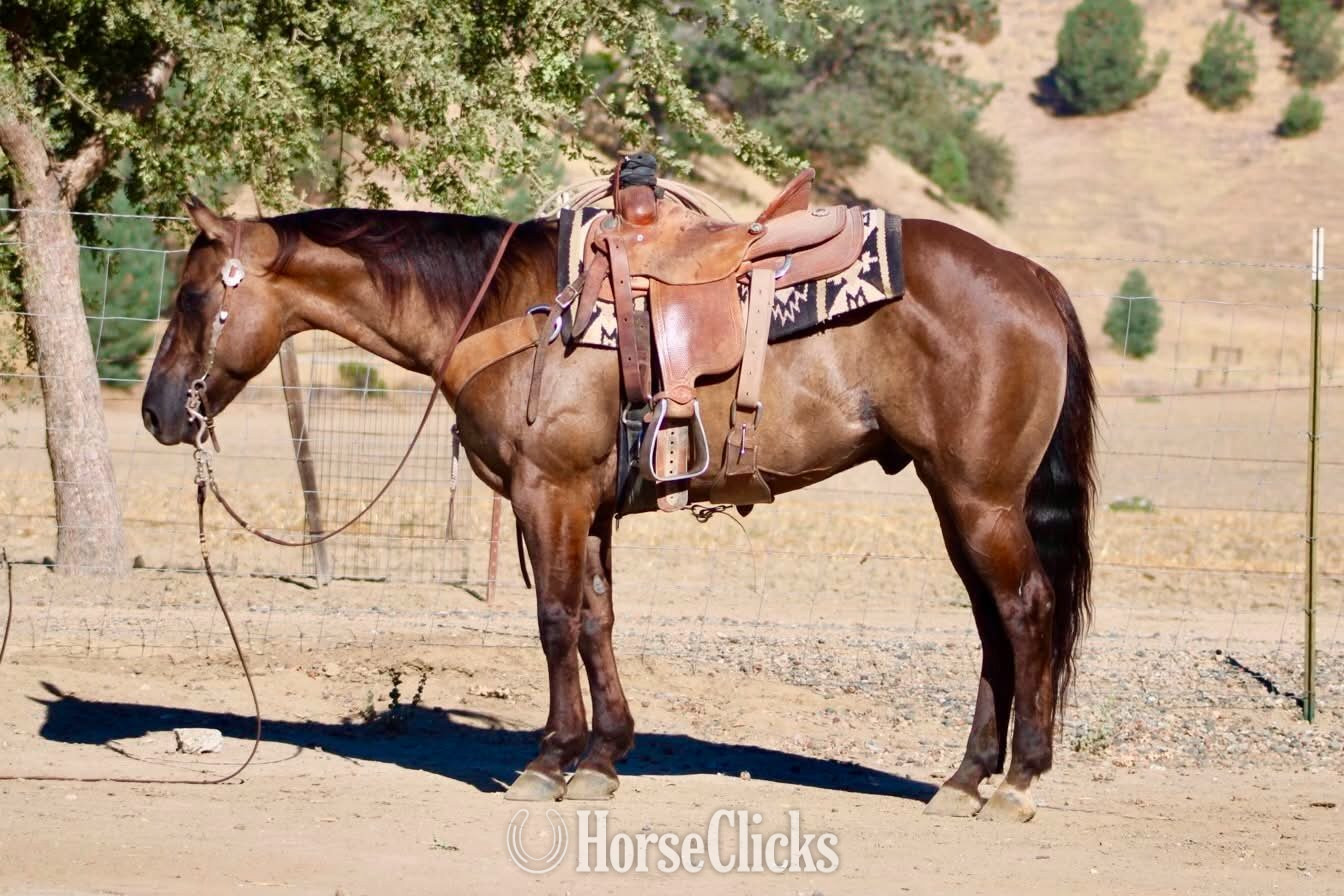 "ALIBI" Grullo Gelding Quarter Horse - Quarter Horse in California