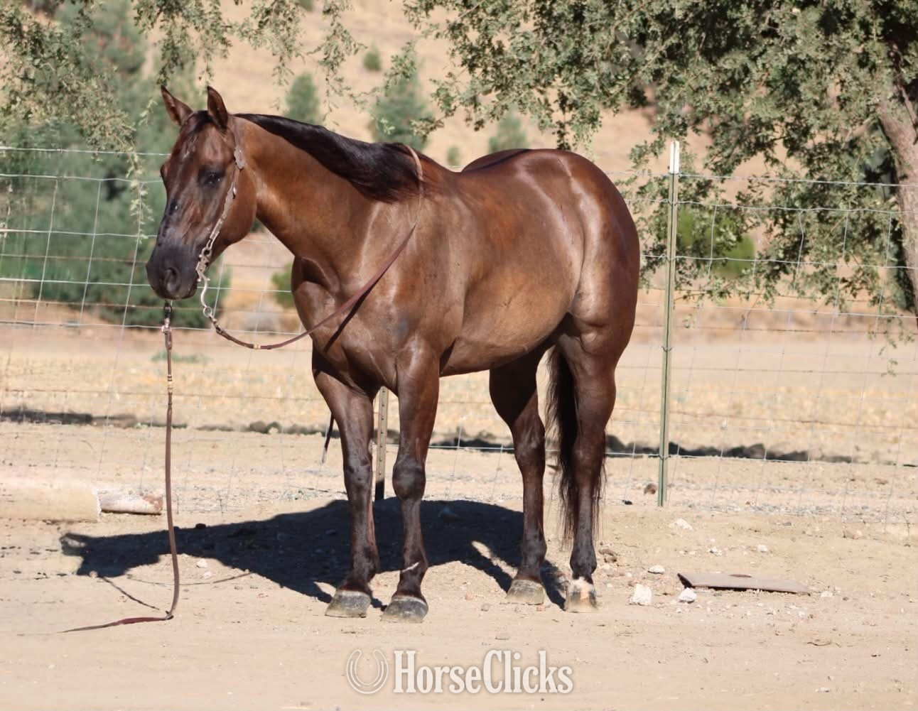 "ALIBI" Grullo Gelding Quarter Horse - Quarter Horse