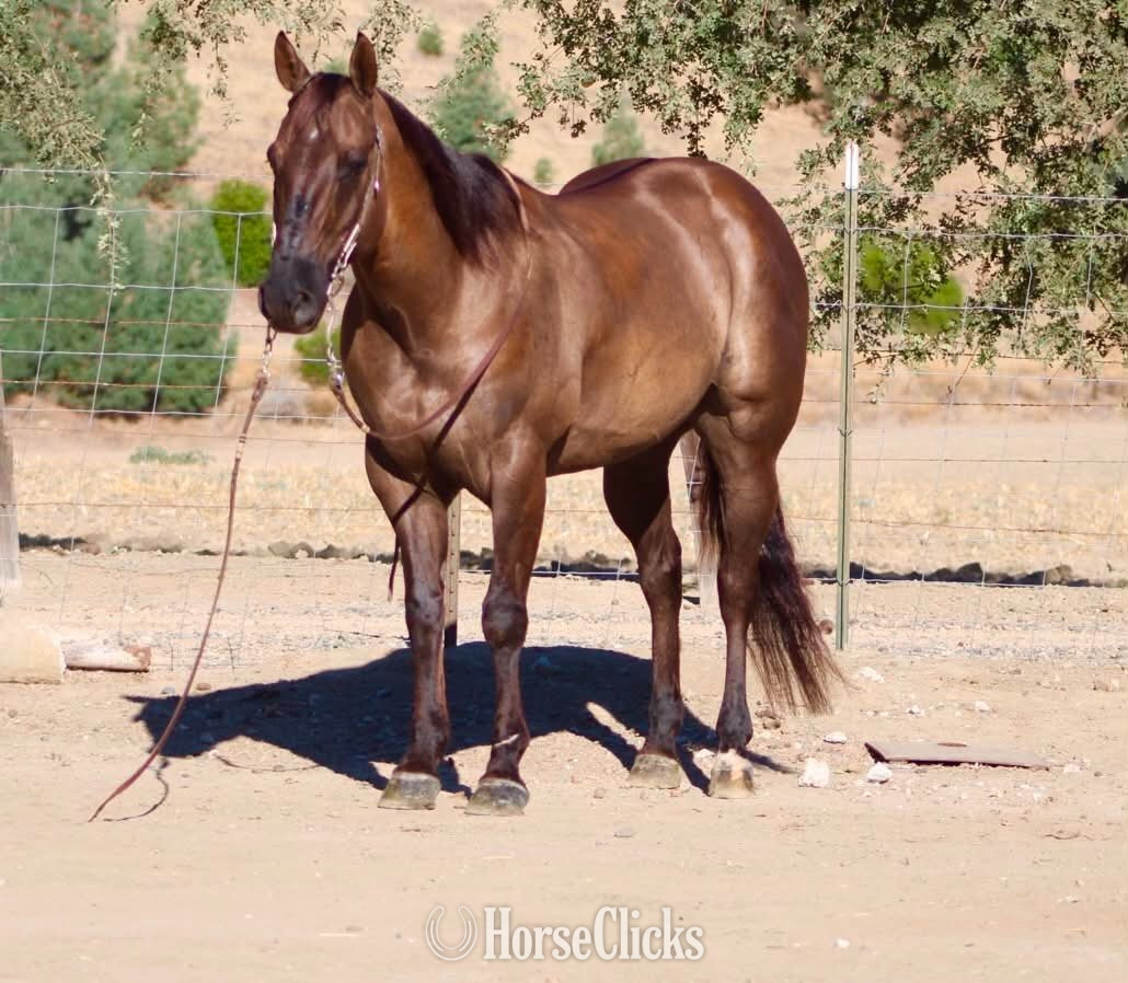 "ALIBI" Grullo Gelding Quarter Horse California