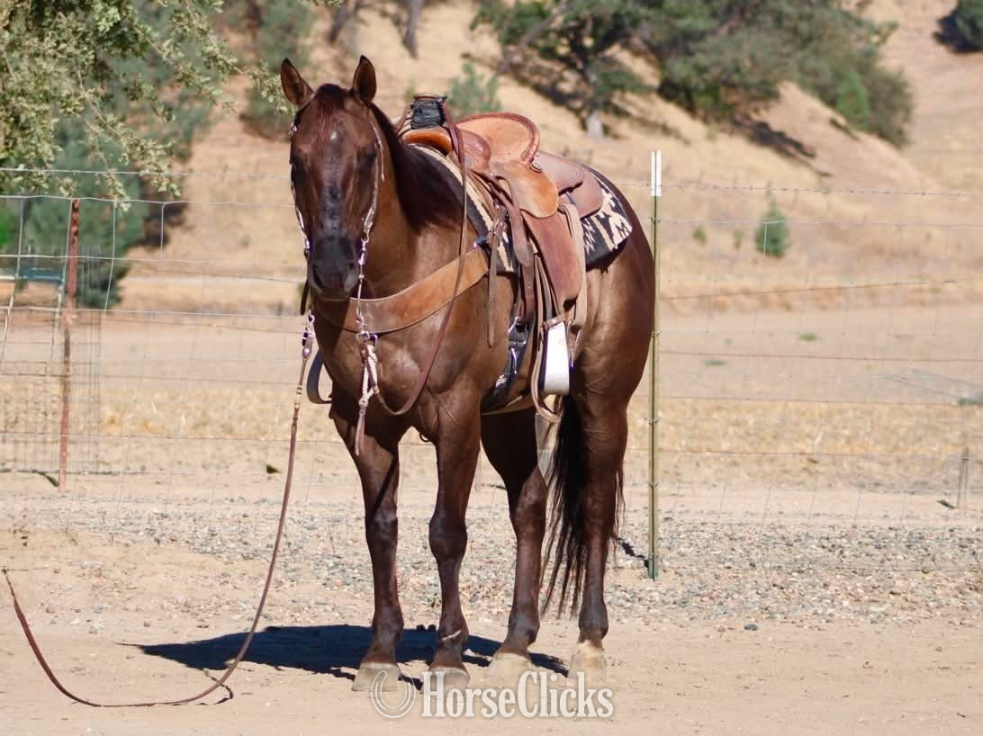 Quarter Horse - "ALIBI" Grullo Gelding Quarter Horse in California