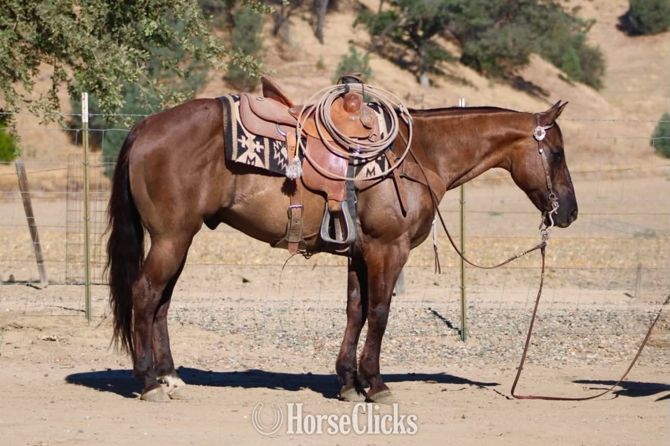 Quarter Horse - "ALIBI" Grullo Gelding Quarter Horse
