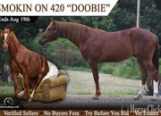 "Doobie" Chestnut Gelding Quarter Horse