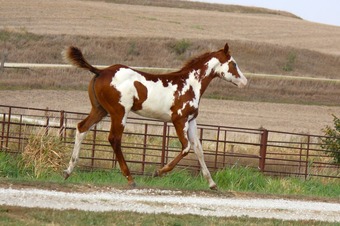 "NV Scotch N Sonny**SOLD**" Sorrel Stallion Paint
